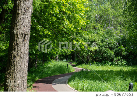 pedestrian and bicycle path in the forest pedestrian and bicycle path in the forest 90677653