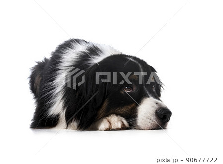 australian shepherd in studio australian shepherd in studio 90677722