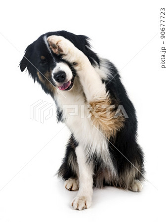 australian shepherd in studio 90677723