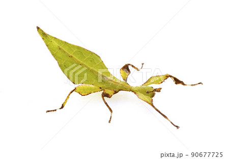 stick insect in studio stick insect in studio 90677725