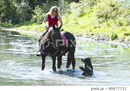 riding girl, dog and horse in river 90677732