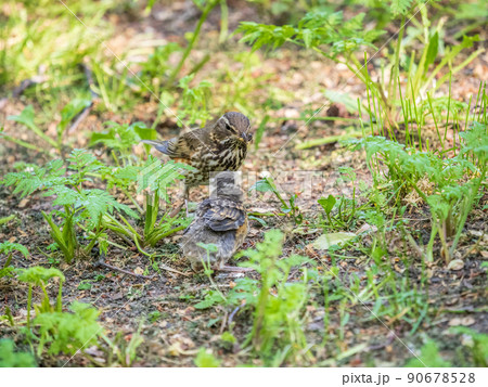 Wood bird Redwing, Turdus iliacus, feeds the chick with earthworms on the ground. An adult chick left the nest but its parents continue to take care of him. 90678528