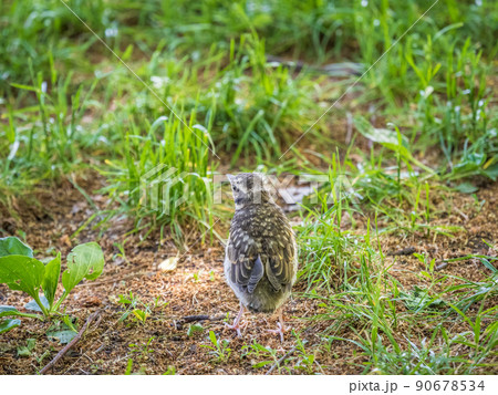 A Redwing chick, Turdus iliacus,, has left the nest and sitting on the spring lawn. A Redwing chick, a bird in the thrush family, sits on the ground and waits for food from its parents. 90678534