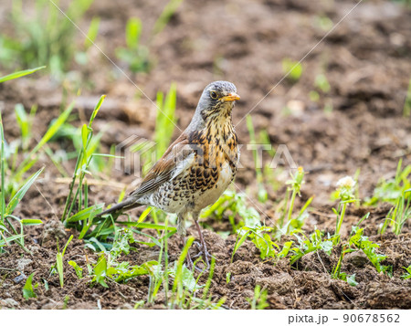Wood bird Fieldfare, Turdus pilaris, on a sprng lawn. 90678562