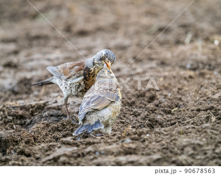 Thrush fieldfare, Turdus pylaris, feeds the chick with earthworms on the ground. An adult chick left the nest but his parents continue to take care of him. 90678563