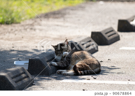 駐車場でくつろぐ猫　キジトラ白 90678864