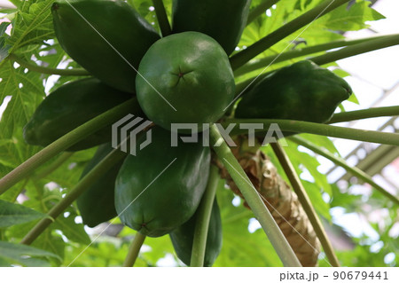 木になる青パパイヤ 90679441