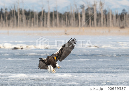 野鳥の楽園 風蓮湖冬景色 野鳥の楽園 風蓮湖冬景色 90679587