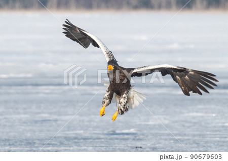 野鳥の楽園　風蓮湖冬景色 90679603