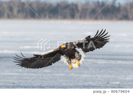 野鳥の楽園　風蓮湖冬景色 90679604