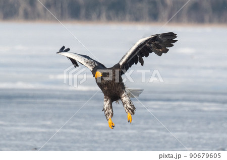 野鳥の楽園　風蓮湖冬景色 90679605