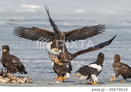 野鳥の楽園 風蓮湖冬景色 野鳥の楽園 風蓮湖冬景色 90679610