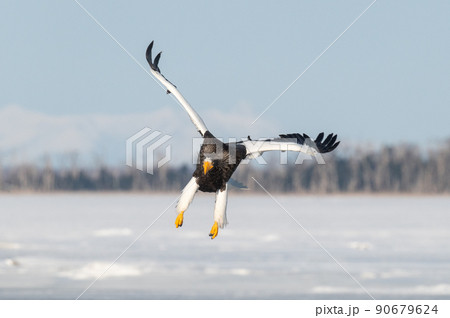 野鳥の楽園 風蓮湖冬景色 野鳥の楽園 風蓮湖冬景色 90679624