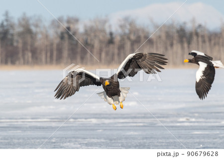 野鳥の楽園　風蓮湖冬景色 90679628
