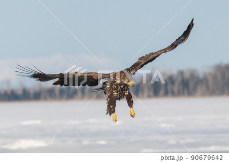 野鳥の楽園 風蓮湖冬景色 野鳥の楽園 風蓮湖冬景色 90679642
