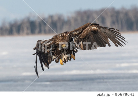 野鳥の楽園　風蓮湖冬景色 90679643