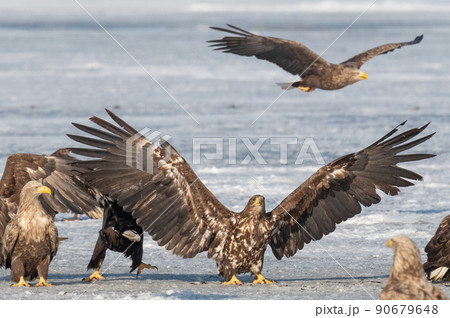 野鳥の楽園　風蓮湖冬景色 90679648