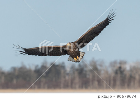 野鳥の楽園　風蓮湖冬景色 90679674