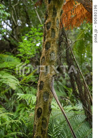 沖縄県 西表島 ヒカゲヘゴ 90680196