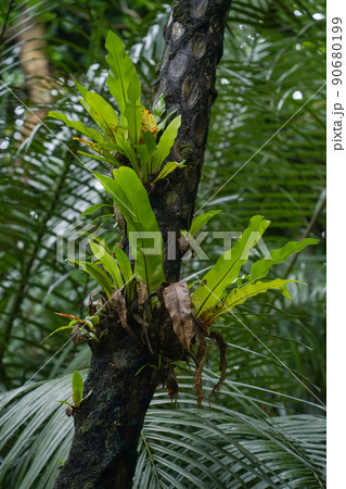 沖縄県 西表島 オオタニワタリ 90680199