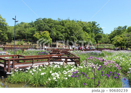 花菖蒲 菖蒲池 山田池公園 枚方市 枚方市駅 京阪沿線 京阪 京阪バス 菖蒲まつり 梅雨 散歩コース 花菖蒲 菖蒲池 山田池公園 枚方市 枚方市駅 京阪沿線 京阪 京阪バス 菖蒲まつり 梅雨 散歩コース 90680239