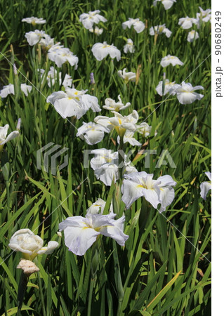 花菖蒲　菖蒲池　山田池公園　枚方市　枚方市駅　京阪沿線　京阪　京阪バス　菖蒲まつり　梅雨　散歩コース 90680249