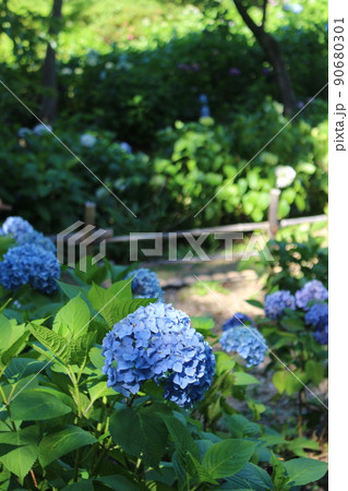 花菖蒲　菖蒲池　山田池公園　枚方市　枚方市駅　京阪沿線　京阪　京阪バス　菖蒲まつり　梅雨　散歩コース 90680301
