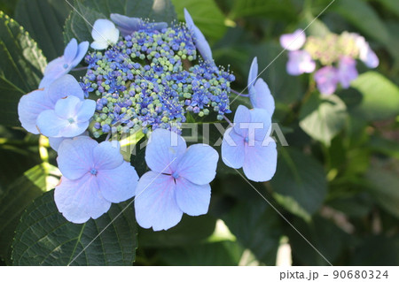 花菖蒲　菖蒲池　山田池公園　枚方市　枚方市駅　京阪沿線　京阪　京阪バス　菖蒲まつり　梅雨　散歩コース 90680324