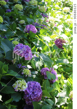 花菖蒲　菖蒲池　山田池公園　枚方市　枚方市駅　京阪沿線　京阪　京阪バス　菖蒲まつり　梅雨　散歩コース 90680325