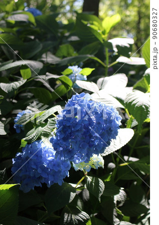 花菖蒲　菖蒲池　山田池公園　枚方市　枚方市駅　京阪沿線　京阪　京阪バス　菖蒲まつり　梅雨　散歩コース 90680327