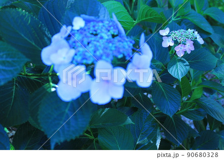 花菖蒲　菖蒲池　山田池公園　枚方市　枚方市駅　京阪沿線　京阪　京阪バス　菖蒲まつり　梅雨　散歩コース 90680328