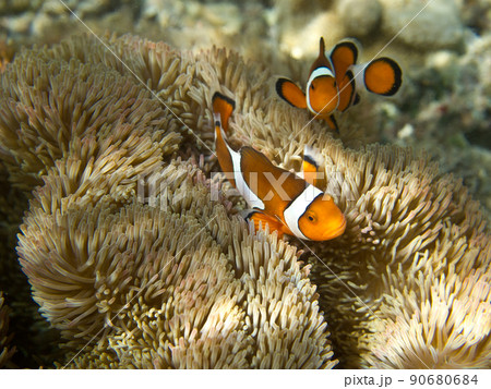 カクレクマノミ カクレクマノミ 90680684