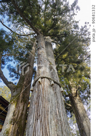 三峯神社 御神木 三峯神社 御神木 90681332