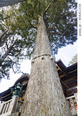三峯神社　御神木 90681339