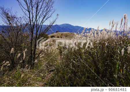 2021年10月南佐久郡川上村横尾山 快晴の青空とススキの草原が広がる秋の稜線の登山道 2021年10月南佐久郡川上村横尾山 快晴の青空とススキの草原が広がる秋の稜線の登山道 90681481