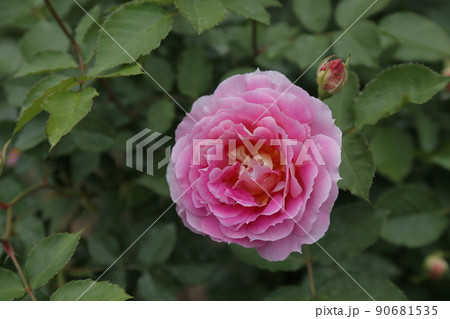 庭のガーデニング　バラの花、 90681535