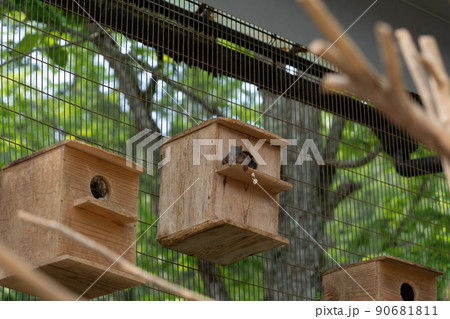 リスの森　シマリス　エゾリス 90681811