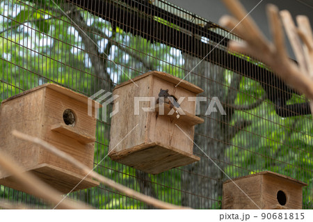 リスの森　シマリス　エゾリス 90681815