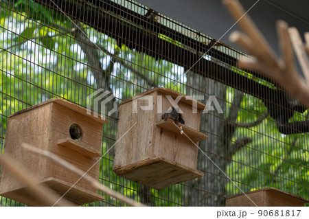 リスの森　シマリス　エゾリス 90681817