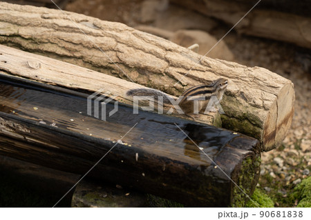 リスの森 シマリス エゾリス リスの森 シマリス エゾリス 90681838