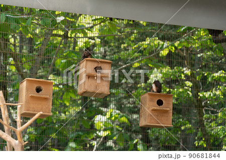 リスの森　シマリス　エゾリス 90681844