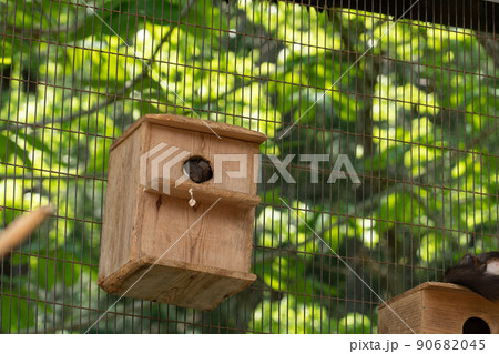 リスの森　シマリス　エゾリス 90682045