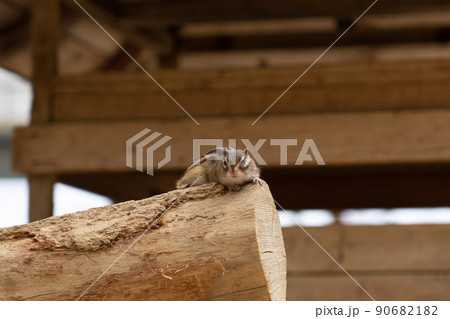 リスの森　シマリス　エゾリス 90682182