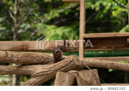 リスの森　シマリス　エゾリス 90682192