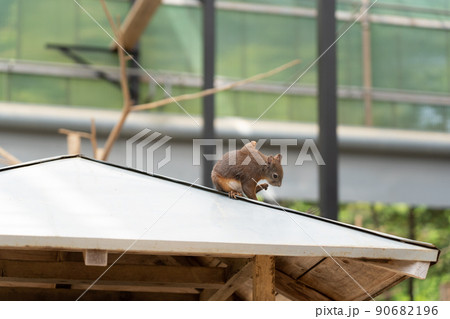 リスの森　シマリス　エゾリス 90682196