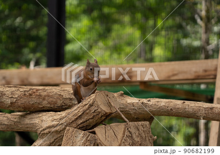 リスの森　シマリス　エゾリス 90682199