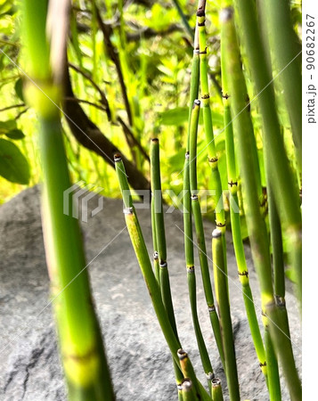 木賊の茂み、砥草のある庭、木賊のある庭、漆を研く為の植物、研く為の植物、和風庭園、和式の庭、お寺の庭 木賊の茂み、砥草のある庭、木賊のある庭、漆を研く為の植物、研く為の植物、和風庭園、和式の庭、お寺の庭 90682267