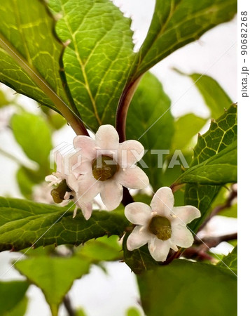 七弁の花、小さな白っぽい色の花、ギザギザした葉っぱ 七弁の花、小さな白っぽい色の花、ギザギザした葉っぱ 90682268