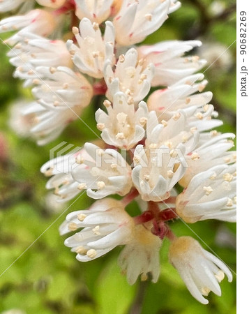 小さな花の集まり、房状になった小さな花、雌蕊に特徴のある花、筒状の小さな花、筒状の小さな白い花の房 小さな花の集まり、房状になった小さな花、雌蕊に特徴のある花、筒状の小さな花、筒状の小さな白い花の房 90682269