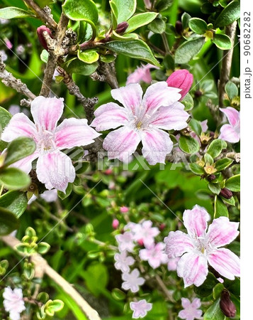 小さな五弁の花、班入りピンク色の白丁花、トピアリーに使われる花、盆栽に使われる花、生垣に使われる花 小さな五弁の花、班入りピンク色の白丁花、トピアリーに使われる花、盆栽に使われる花、生垣に使われる花 90682282
